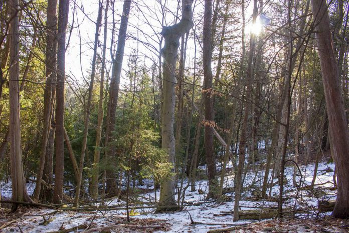 The forested and natural shorelines of Jackson Park can provide filtering of potential pollutants and debris before they are swept into Jackson Creek and the Otonabee River. (Photo: GreenUP)