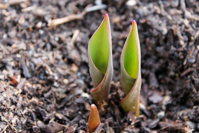 Spring is a perfect time for children and adults alike to discover and document daily changes near their homes as plants (like these tulips) and animals awaken and return after winter. Being outside in nature can also improve physical and mental health. Going outside during COVID-19 is safe, at long as you respect  physical distancing and avoid gatherings of people.