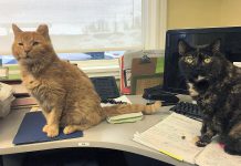 Forced to temporarily close its doors due to the impact of COVID-19, the Lakefield Animal Welfare Society is seeking supporters willing to adopt or foster all the cats at the shelter. (Photo: Lakefield Animal Welfare Society / Facebook)