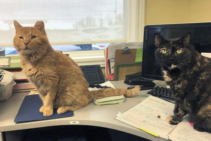 Forced to temporarily close its doors due to the impact of COVID-19, the Lakefield Animal Welfare Society is seeking supporters willing to adopt or foster all the cats at the shelter. (Photo: Lakefield Animal Welfare Society / Facebook)
