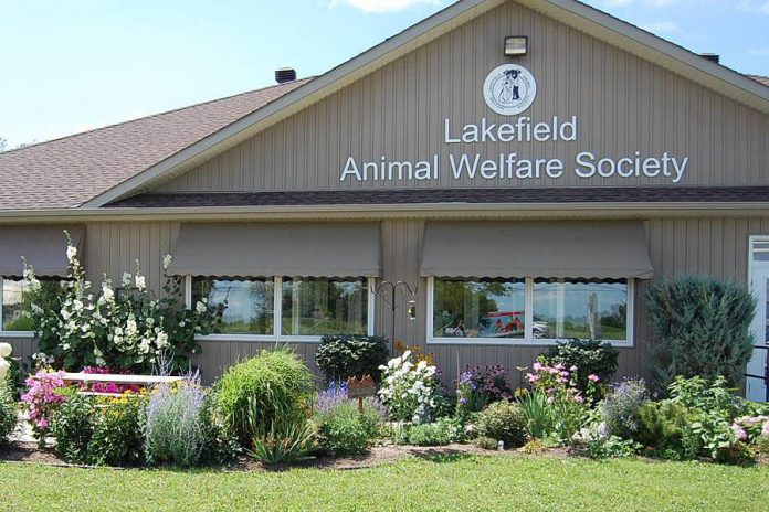 The Lakefield Animal Welfare Society is located at 2887 Lakefield Road in Lakefield. Cats will be available for adoption or fostering beginning at 9 a.m. on March 23, 2020. Those interested in a cat will need to choose the cat based on a photo and description and by talking to staff, as no-one will be allowed to enter the shelter due to social distancing requirements. (Photo: Lakefield Animal Welfare Society / Facebook)