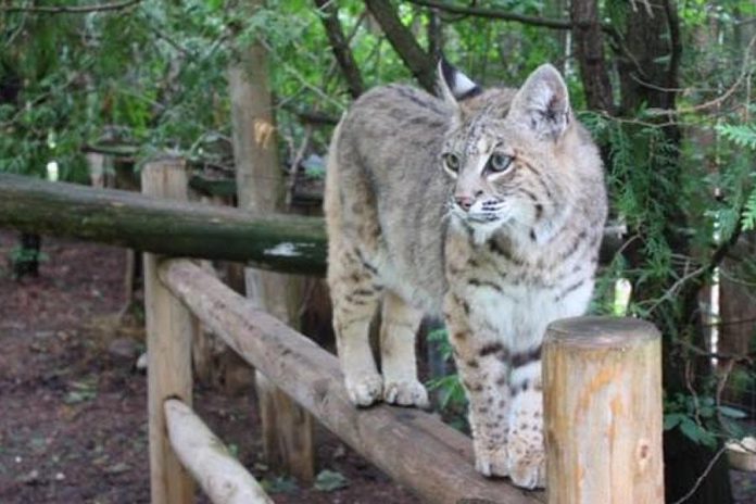 Montana the bobcat at the Riverview Park and Zoo in Peterborough in a 2018 photo. (Photo: Riverview Park & Zoo)