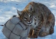 Montana, the female bobcat who has lived at the Riverview Park & Zoo in Peterborough since 2004, has died as a result of complications from end-stage kidney failure. (Photo: Sarah Law / Riverview Park & Zoo)