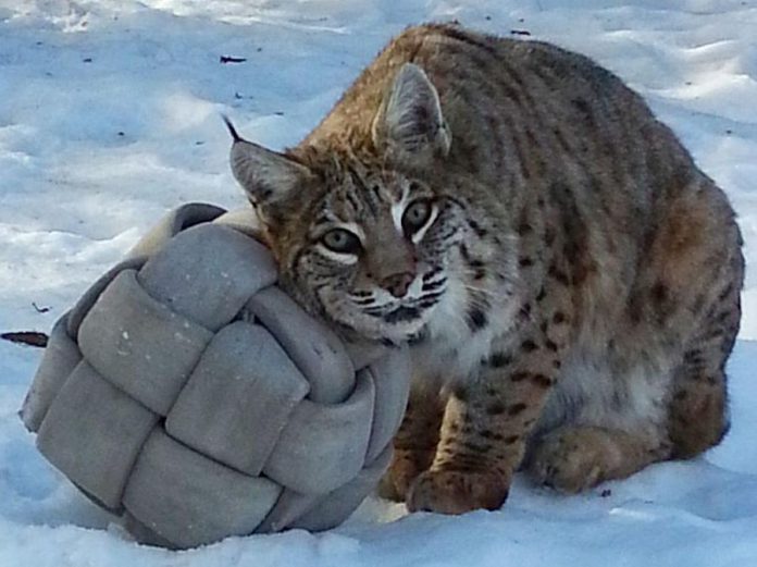 Montana, the female bobcat who has lived at the Riverview Park & Zoo in Peterborough since 2004, has died as a result of complications from end-stage kidney failure. (Photo: Sarah Law / Riverview Park & Zoo)