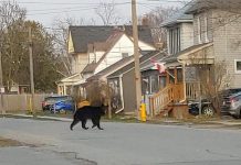 This black bear spotted in the area of Romaine and Monaghan in Peterborough on the morning of April 19, 2020. (Photo via Sarah Nyarota / Facebook)