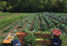 The largest community garden in the Kawarthas is Edwin Binney's Community Garden in Lindsay. The garden is located on 30,000 square feet of Crayola Canada’s previously unused land that the United Way and Fleming College staff have developed into a fully operational community garden. In the garden's first year of operation, 11 different agencies received fresh produce from the garden. (Photo courtesy of United Way City of Kawartha Lakes)