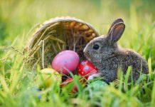 The Easter Bunny has been declared an essential worker in Ontario during the COVID-19 pandemic, but can't deliver treats in public spaces.