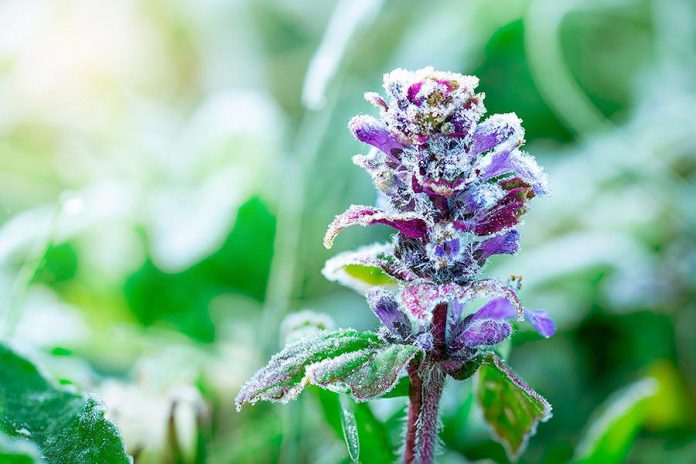 A flower with frost on it