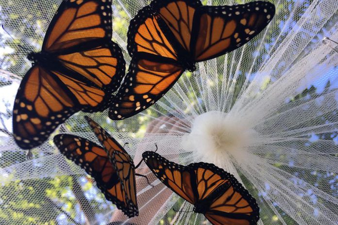 Monarch butterflies are pollinators that depend upon native milkweed plants to survive. After hatching, the larva (caterpillar) feeds on milkweed leaves before transforming into an adult butterfly.  (Photo courtesy of GreenUP)