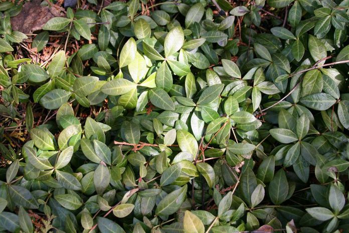 Often sold as an ornamental ground cover, periwinkle is actually an invasive plant in Ontario. Replace it with native wild ginger, wild strawberry, or mayapple.  (Photo courtesy of GreenUP)