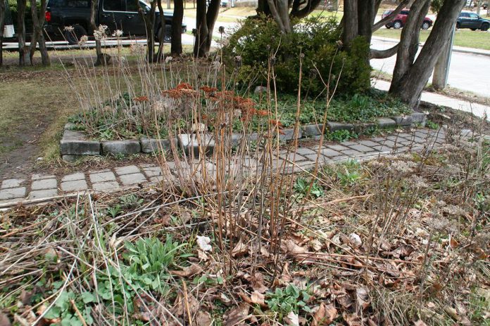 An easy way to support wild pollinators in your garden is to leave perennial flower stems in place instead of removing them. The stems provide nesting habitat for wild bees. (Photo courtesy of GreenUP)
