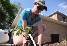 Wednesday, April 22, 2020 marks the 50th anniversary of Earth Day, and this week is also National Volunteer Week. In 2019, volunteers with Peterborough GreenUP's Sustainable Urban Neighbourhood program planted more than 1,200 square metres of gardens, including native species of plants that have a low-water need. (Photo: GreenUP)