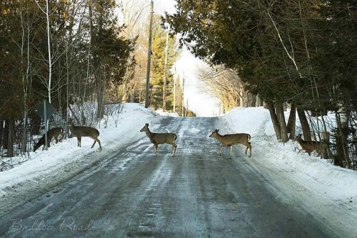 This capture of a herd of white-tailed deer crossing a back road in the Kawarthas by Karen Suggitt of Baddow Road Photography was the top post on our Instagram in March 2020. (Photo: Karen Suggitt @karen_suggitt / Instagram)