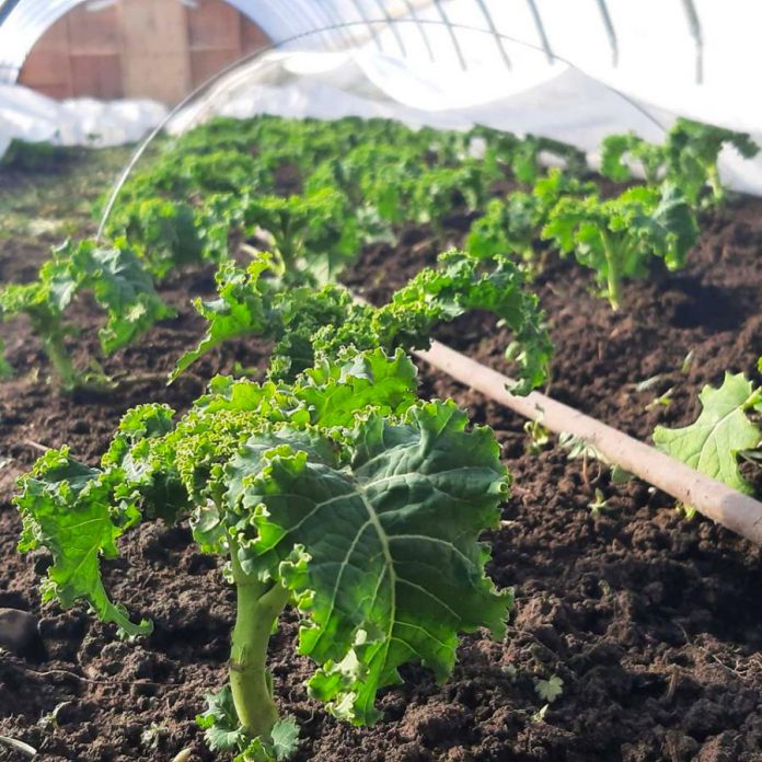 As the season progresses, Cedar Grove Organic Farm will offer more produce options, including freshly harvested kale. (Photo: Cedar Grove Organic Farm)