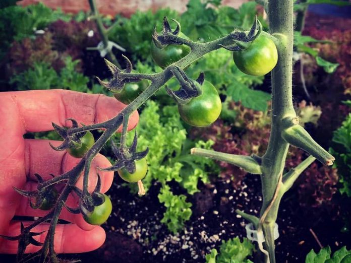 Riel Acres Farm, a small family-operated market garden in Young's Point producing fresh produce, chickens, eggs and lamb, is one of the members of the new Grow Food Peterborough Facebook group launched by Local Food Peterborough. (Photo: Riel Acres Farm / Facebook)