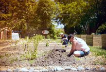 A community garden in the City of Peterborough. Public health units have released guidelines for the safe operation of community gardens, which include instructions such as maintaining physical distancing between gardeners. (Photo courtesy of Nourish Project)