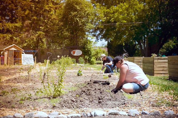 A community garden in the City of Peterborough. Public health units have released guidelines for the safe operation of community gardens, which include instructions such as maintaining physical distancing between gardeners. (Photo courtesy of Nourish Project)