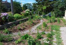 A rain garden on Welsh Street in Peterborough. The native shrubs and trees in the garden have deep-growing roots that absorb the rain and provide habitat for pollinators. Rain gardens are designed with both an inlet and an outlet, often using stone such as pea gravel or river stone. (Photo courtesy of GreenUP)