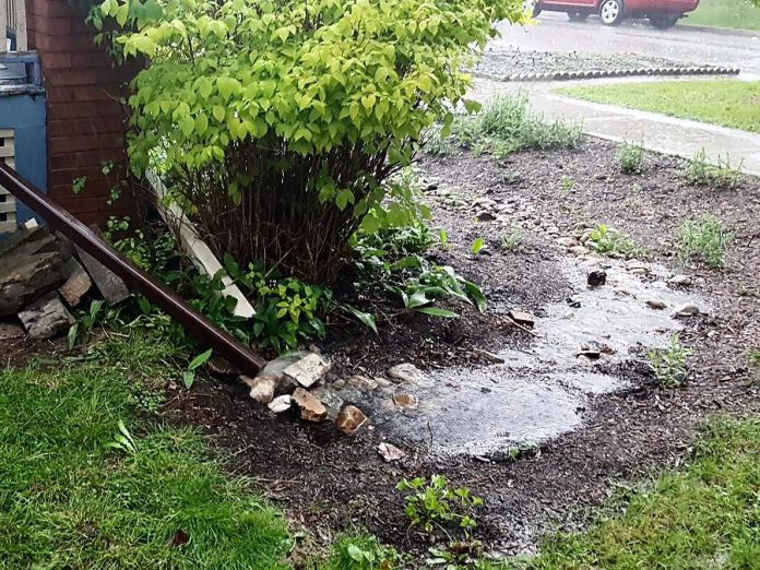 A rain garden in action. GreenUP will be offering online informational sessions and workshops to support the new Rain Garden Subsidy Program through the City of Peterborough.  (Photo courtesy of GreenUP)