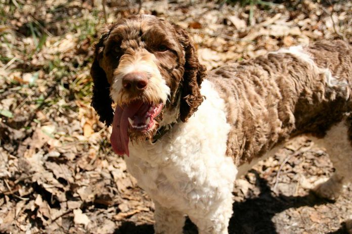 Blitz the poodle mix belongs to Jenn McCallum, GreenUP's water programs coordinator. They've been enjoying many walks during the COVID-19 pandemic, and Jenn has shaved down her hair so any ticks and their bites are more noticeable. "We check her for ticks after walks and we carry a tick remover with us during walks. For ourselves, we wear closed-toed shoes and pants while we are out to avoid tick bites.”