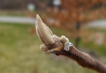 This bud is from a butternut tree. A cousin of the walnut, the butternut tree has long and graceful compound leaves and produces a crop of nuts in the fall. Intentional planning is important when planting a butternut, because toxins from its roots will affect many other plants, like vegetables, evergreens, and fruit trees. Butternuts are now endangered in Ontario due to butternut canker, so planting these trees will increase the chances of finding some that are resistant to the disease. Butternut trees can be tapped like maple trees to collect sap and make sweet syrup. (Photo courtesy of GreenUP)