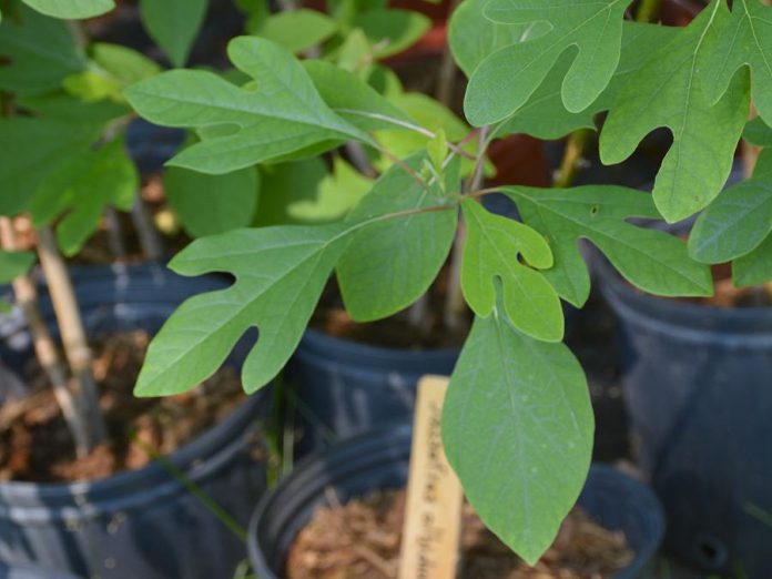 The sassafras (sassafras albidum) is a rare Carolinian species of tree that does best in full sun or partial shade. Sassafras leaves grow in three different shapes, one of which is shaped like a mitten and some even call this tree the "mitten tree". Sassafras is used to give root beer its special flavour. Sassafras oils are sometimes used as an ingredient for soaps and perfumes. (Photo courtesy of GreenUP)