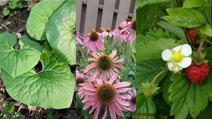 If your yard or residence makes tree planting impractical, you could consider a wildflower pollinator garden that helps to support local wildlife. Wild ginger, purple coneflower, and wild strawberry (pictured from left to right) are some lovely pollinator-friendly options for the Peterborough area.  (Photo courtesy of GreenUP)