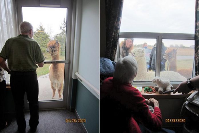Bella (left) and her son Obi-Wan Kenobi (right) visiting with residents of Extendicare Cobourg on April 28, 2020. (Photos: Extendicare Cobourg / Facebook)