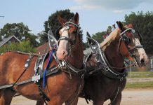 The Peterborough Ex, originally scheduled to take place in Morrow Park in August, is moving to a virtual event in 2020 due to the COVID-19 pandemic. The poultry and open horse show will move online, as well as the market steer and lamb show and sale. (Photo: Peterborough Agricultural Society)