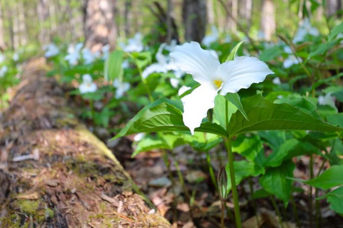 The white trillium (trillium grandiflorum) is Ontario's official floral emblem. Although the trillium is a perennial plant, as a spring ephemeral it's very fragile, which is why picking it is a bad idea. It takes up to 10 years before the plant produces its first bloom, which lasts for around three weeks in the early spring. (Photo: Ontario Parks)