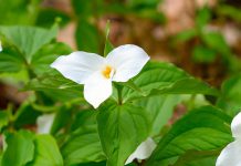 The white trillium (trillium grandiflorum) is Ontario's official floral emblem. Although the trillium is a perennial plant, as a spring ephemeral it's very fragile, which is why picking it is a bad idea. It takes up to 10 years before the plant produces its first bloom, which lasts for around three weeks in the early spring. (Photo: Ontario Parks)