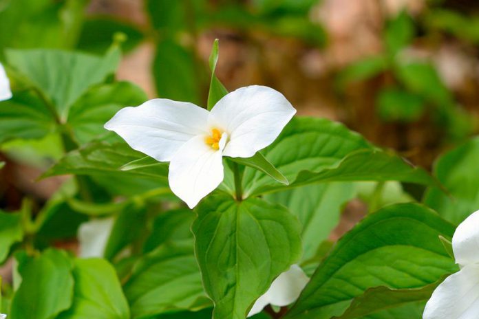 The white trillium (trillium grandiflorum) is Ontario's official floral emblem. Although the trillium is a perennial plant, as a spring ephemeral it's very fragile, which is why picking it is a bad idea. It takes up to 10 years before the plant produces its first bloom, which lasts for around three weeks in the early spring. (Photo: Ontario Parks)