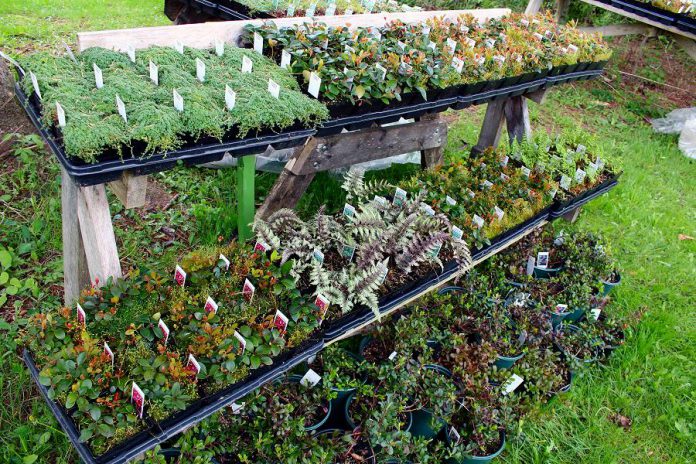 Some of the many plants available at GreenUP Ecology Park's native plant and tree nursery. (Photo courtesy of Ecology Park)