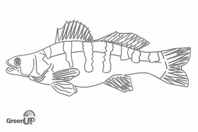 Kari Jansen created original line-drawn colouring pages of local wildlife to accompany the three-part audiobook “The Adventures of Jane and Grace” through the Jackson Creek Watershed in Peterborough, part of the Water Wednesday content available at the GreenUP website. (Photo courtesy of GreenUP)