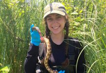 Rachel Dillon, who recently completed her MSc in environmental and life sciences at Trent University, holding an eastern fox snake. Fox snakes are non-venomous and endangered in Ontario. According to the Reptile and Amphibian Atlas of Ontario, people often mistake the fox snake for a rattlesnake or a copperhead; there is only one rare species of rattlesnake in Ontario and copperhead snakes are not found in our province. (Photo: Rachel Dillon)