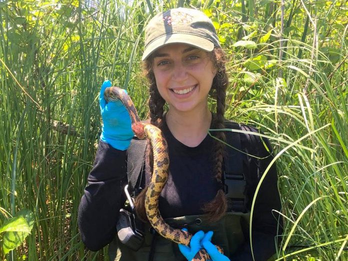 Rachel Dillon, who recently completed her MSc in environmental and life sciences at Trent University, holding an eastern fox snake. Fox snakes are non-venomous and endangered in Ontario. According to the Reptile and Amphibian Atlas of Ontario, people often mistake the fox snake for a rattlesnake or a copperhead; there is only one rare species of rattlesnake in Ontario and copperhead snakes are not found in our province. (Photo: Rachel Dillon)