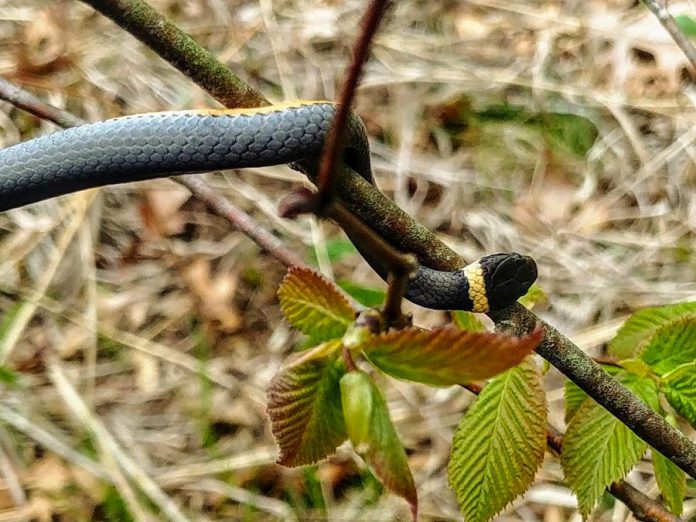 According to the Reptile and Amphibian Atlas of Ontario, the northern ring-necked snake is slender and named for the distinct yellow, cream, or orange ring around the neck. (Photo: Rachel Dillon)