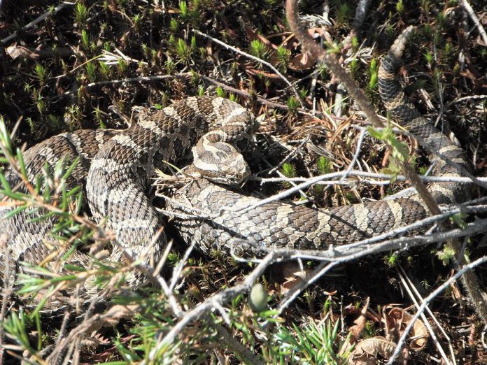 The massasauga is a pygmy rattlesnake and is endangered in Ontario. This is the only venomous snake in Ontario, and the only snake in Ontario that can be harmful to humans. Only two people have ever died in Ontario from a massasauga bite, both more than 50 years ago. (Photo: James Baxter-Gilbert) 