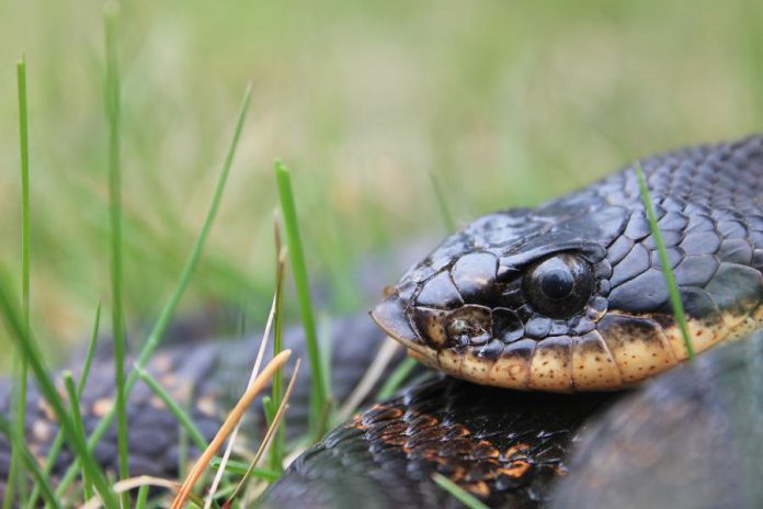 The eastern hog-nosed snake, threatend in Ontario, is named after its distinctive up-turned nose. According to the Reptile and Amphibian Atlas of Ontario, this is the only snake in Ontario that can flatten its neck into a "hood" as a cobra does, but it's all for show -- the snake is harmless to humans. (Photo: James Paterson)