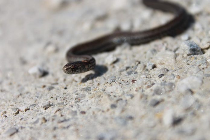 The red-bellied snake usually has a red belly, but it may instead be orange or pink. This snake eats slugs, earthworms, snails, grubs, and insects, many of which may eat plants and vegetables in gardens and elsewhere.  (Photo: James Paterson)