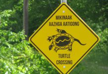 The new mikinaak (turtle) crossing signs at Curve Lake First Nation were translated by elders and installed as part of a project funded by Environment and Climate Change Canada, in partnership with Otonabee Conservation and Curve Lake First Nation. (Photo courtesy of Otonabee Conservation)