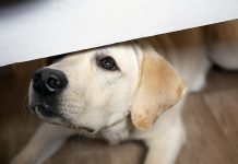 Peterborough police say the sound of fireworks being set off late at night is disturbing residents and startling pets. From May 15 to June 30, 2020, police have responded to 65 complaints of people setting off fireworks.