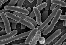 Scanning electron micrograph of Escherchia coli (E. coli) bacteria. (Image: NIAID)