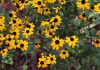To help reduce water usage outside your home, plant native drought-tolerant plants like this black-eyed Susan. It's a good way to help your garden stay beautiful, even during a drought. (Photo: GreenUP)