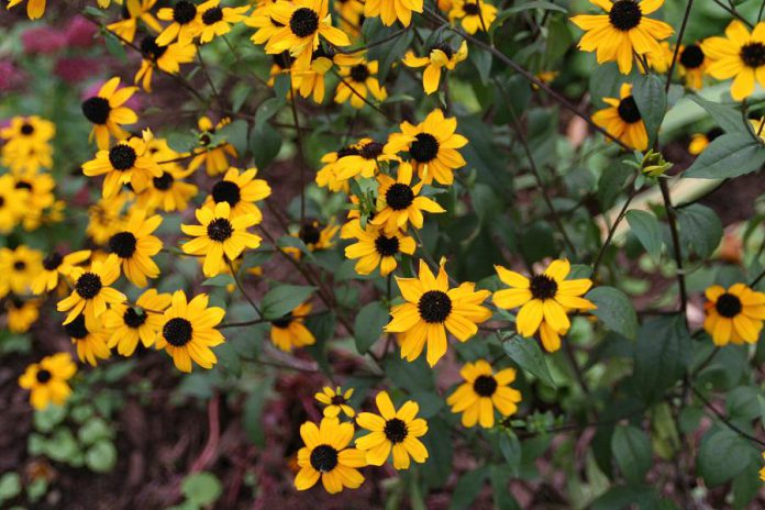 To help reduce water usage outside your home, plant native drought-tolerant plants like this black-eyed Susan. It's a good way to help your garden stay beautiful, even during a drought. (Photo: GreenUP)