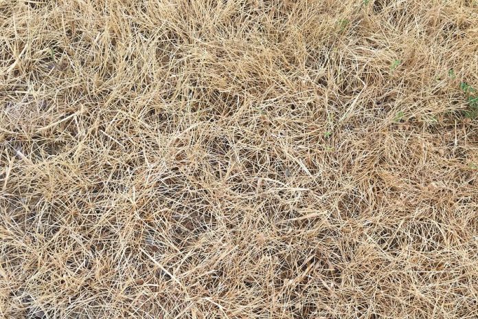 There's no need to water your lawn if it looks like this. It's dormant and, once the rain returns, so too will the green grass. (Photo: Leif Einarson / GreenUP)