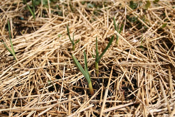 Mulch is great for reducing water evaporation and regulating the temperature of your soil, not to mention it helps keep those pesky weeds at bay. (Photo: GreenUP)