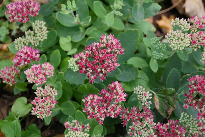 Autumn joy sedum is a drought-tolerant plant that's a perfect addition for a low-water garden. It also makes for great ground cover and can be used in a butterfly garden. (Photo: GreenUP)