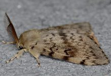 The male gypsy moth is brown with jagged markings on its wings and feathered antenna. Females are white and do not fly. (Photo: Invasive Species Centre)