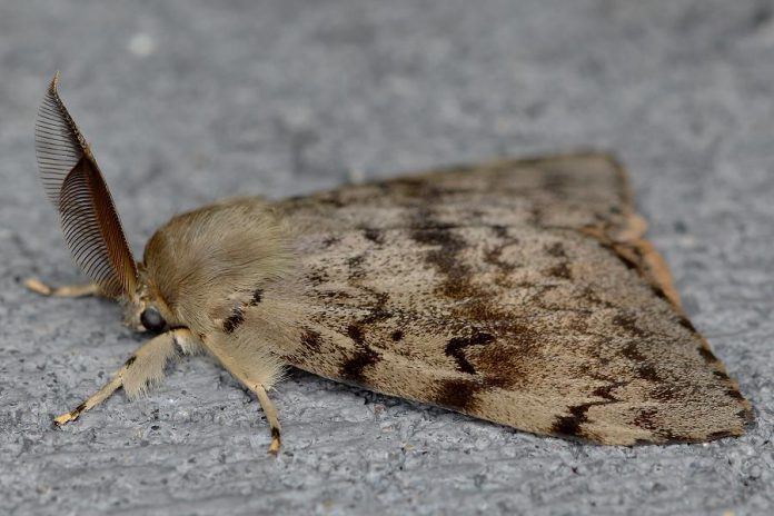 The male gypsy moth is brown with jagged markings on its wings and feathered antenna. Females are white and do not fly. (Photo: Invasive Species Centre)
